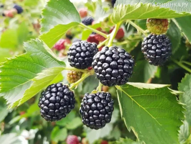 Ежевика Астерина