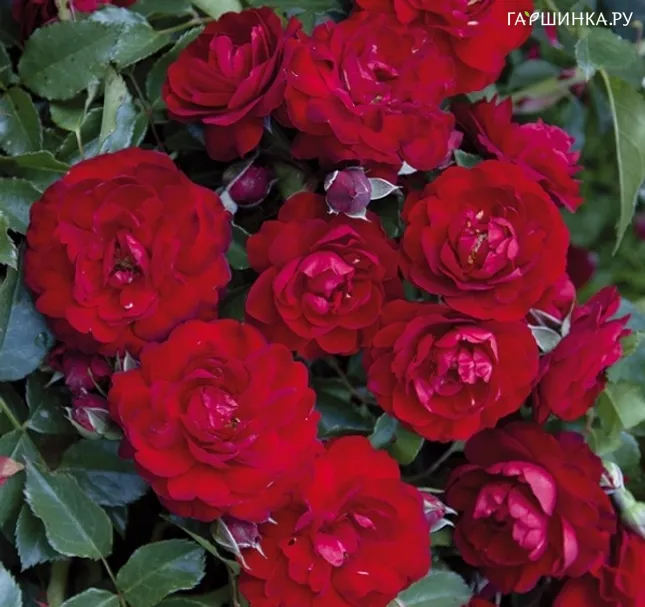 Роза Фиренце