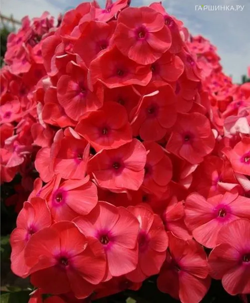 Флокс Горислав