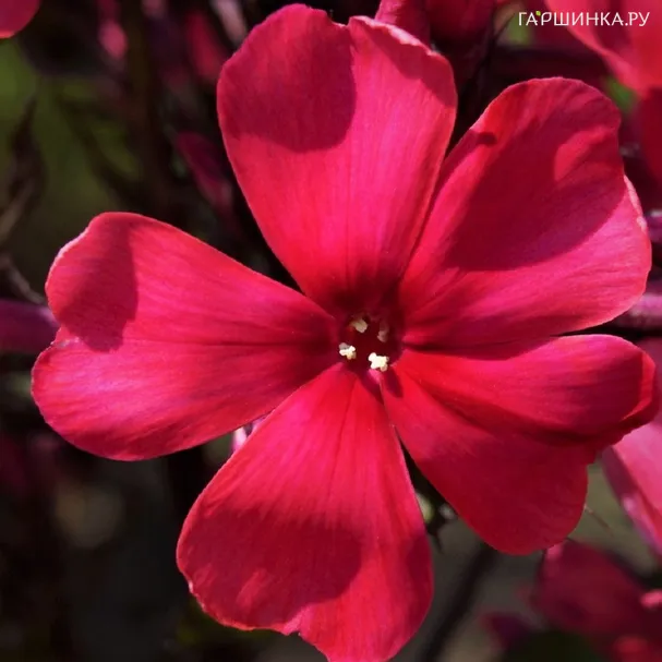 Флокс Старфайр метельчатый