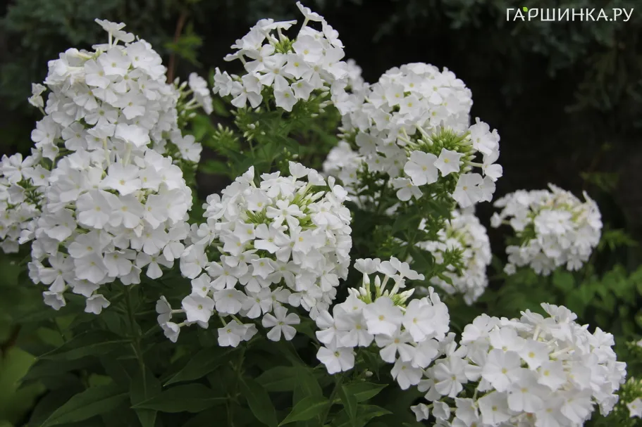 Флокс метельчатый Фудзияма