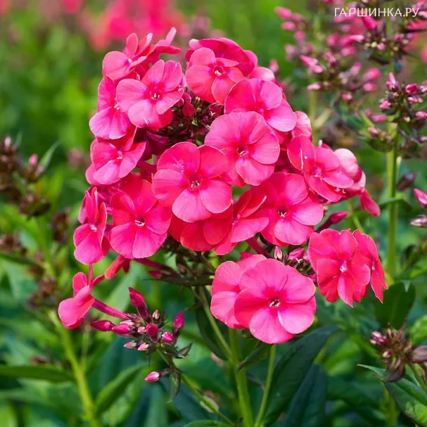 Флокс метельчатый Гренадим Дрим