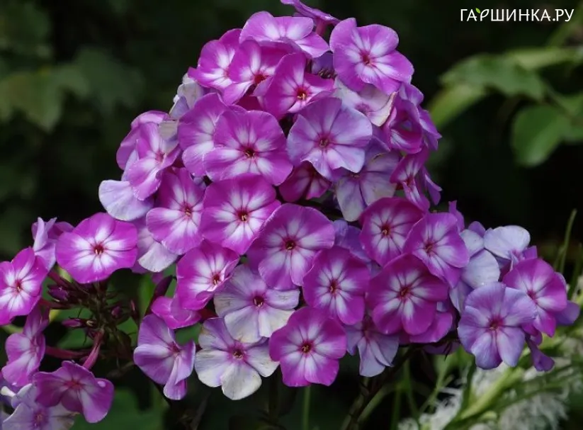 Флокс Литл Бой (Маленький мальчик) метельчатый