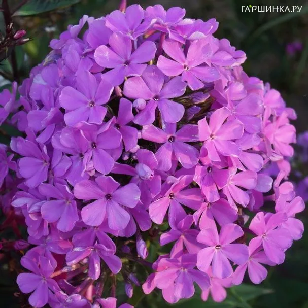 Флокс метельчатый Люкс Лайлек