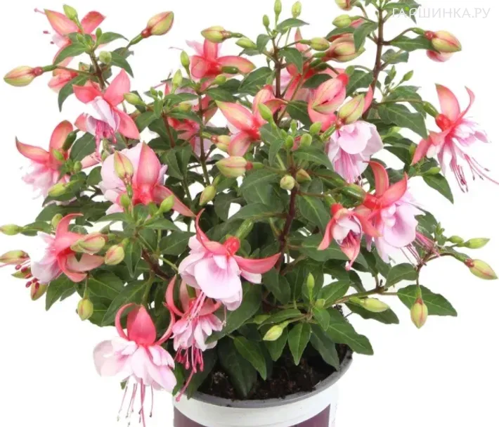 Фуксия Белла Бьянка