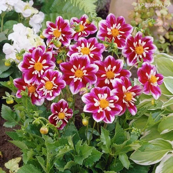 Георгина Импрешн Фабула воротничковая