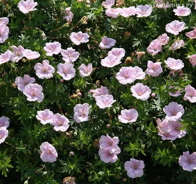 Герань кроваво-красная Апфельблют