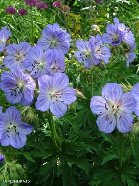 Герань Миссис Кендл Кларк