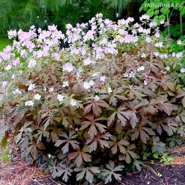 Герань пятнистая Эспрессо