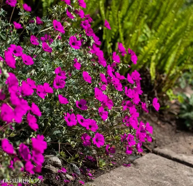 Герань садовая Гюссепии