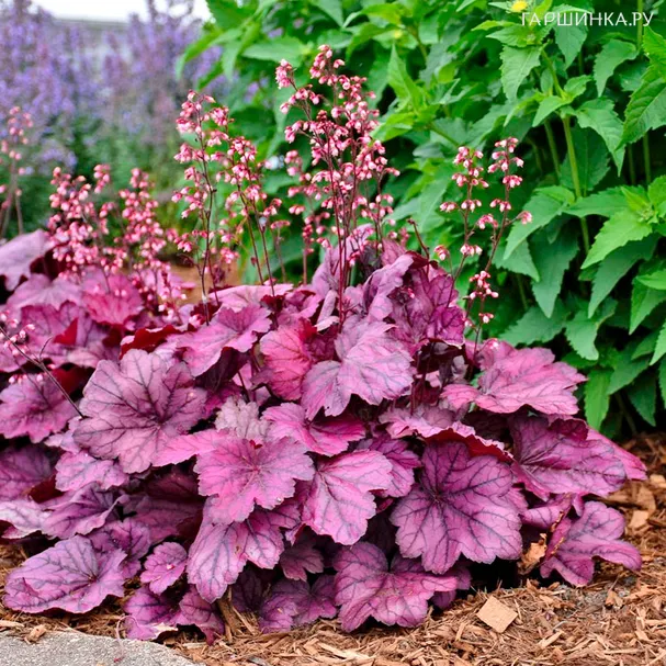 Гейхера Форевер Пепл