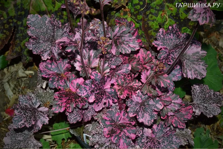 Гейхера Миднайт Роуз Селект