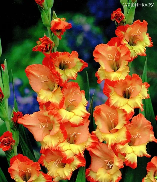 Гладиолус Принцесс Маргарет Роуз