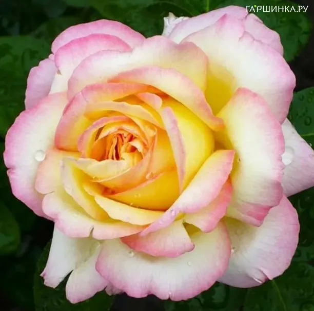 Роза Глория Дей чайно-гибридная