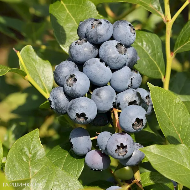 Голубика Сиерра