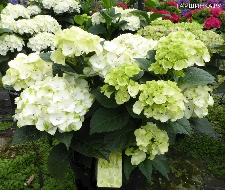 Гортензия Кайпиринья крупнолистная (макрофила)