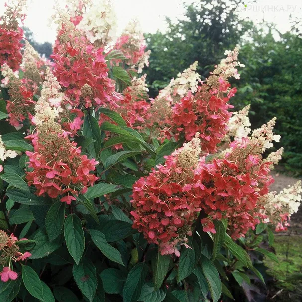 Гортензия Пинк Квин (Розовая королева) метельчатая
