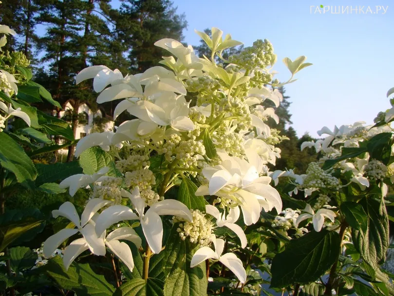 Гортензия Стар Роуз (Звездная роза) метельчатая