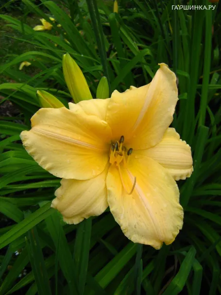 Лилейник Леди Синтия