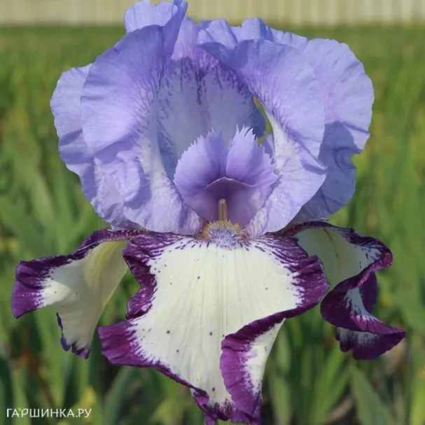 Ирис бородатый Он Эдж