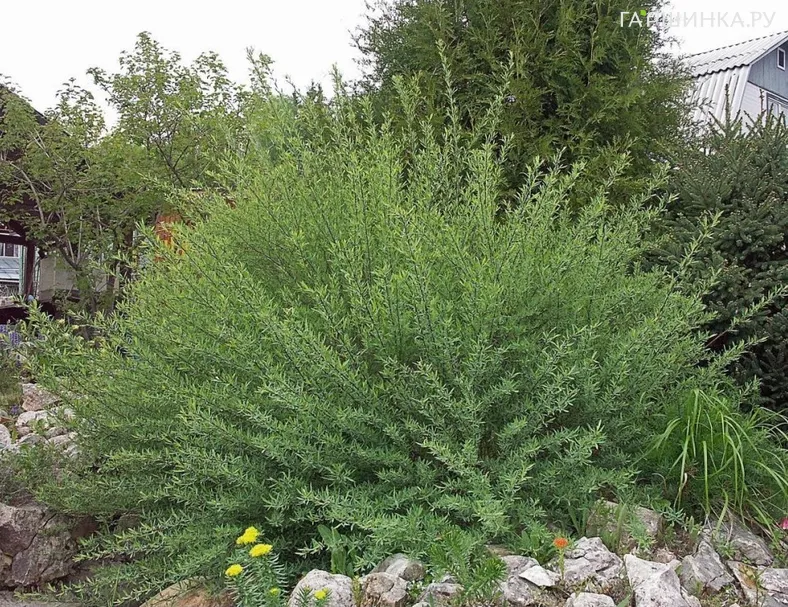 Ива гибридная Маяк