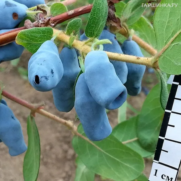 Жимолость Югана