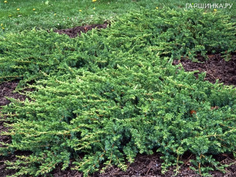 Можжевельник Эмеральд Си прибрежный