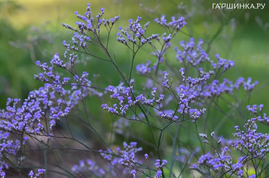 Кермек широколистный