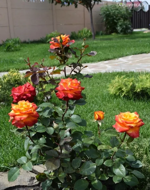 Роза Хай Мэджик