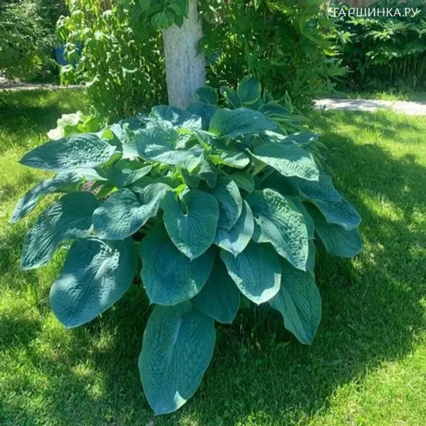 Хоста Биг Дэдди (VL)