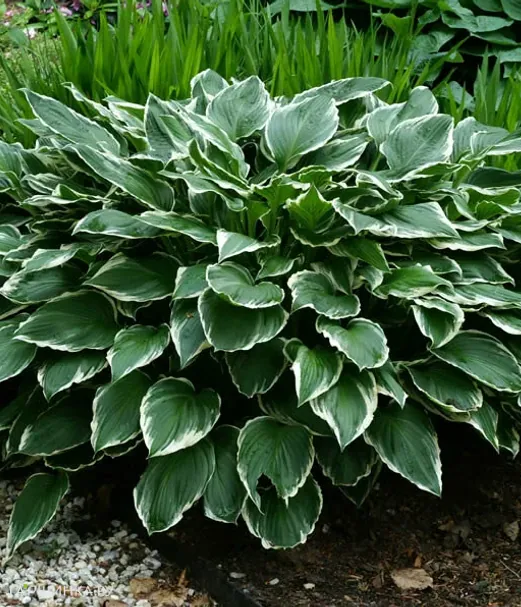 Хоста Франсе (M)