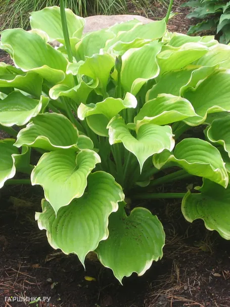 Хоста Винтер Сноу (M)