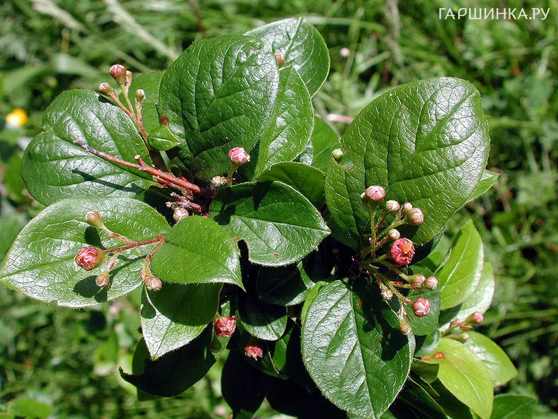 Кизильник блестящий