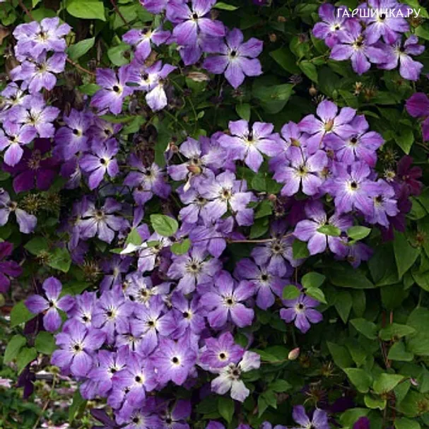 Клематис Клаудбест (3)