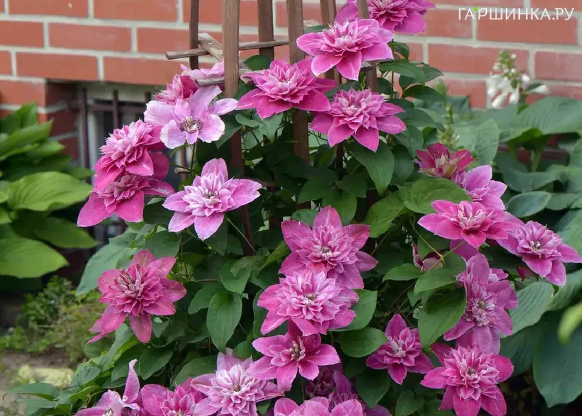 Клематис Май Дарлинг крупноцветковый (2)