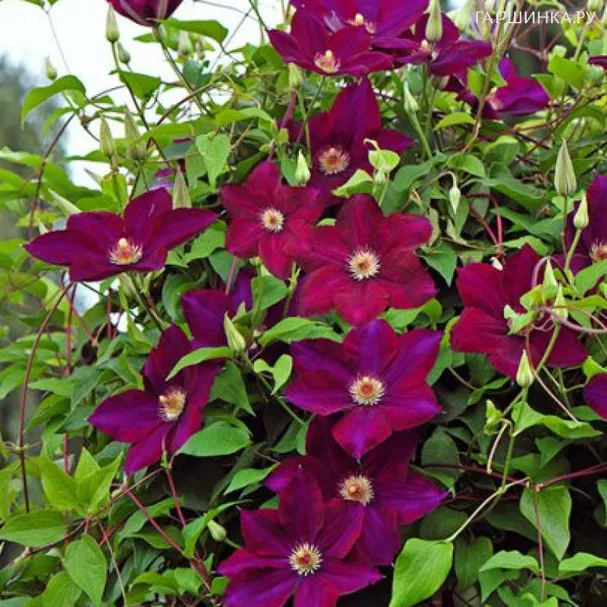 Клематис Мазовше/Вулкано крупноцветковый (3)