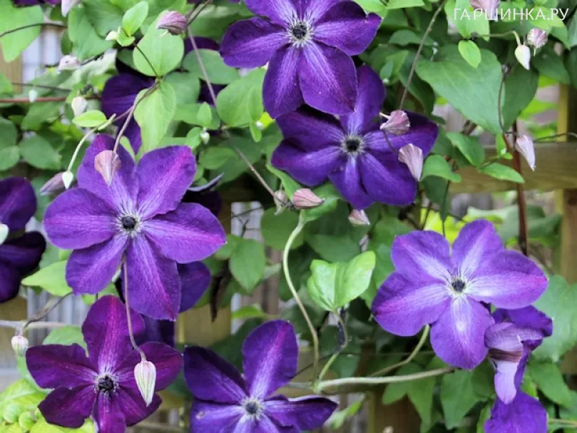 Клематис Найт Вейл (3)