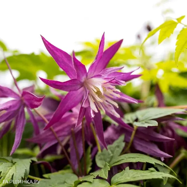 Клематис (Княжик) Пурпл Сюрпрайз (1)