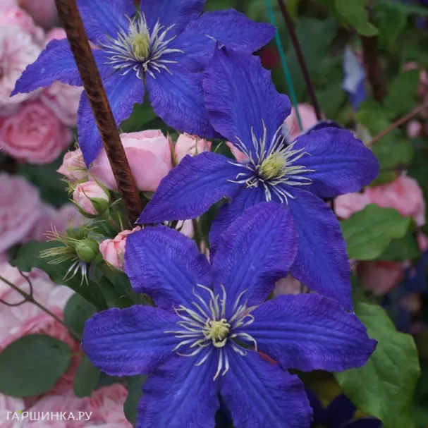 Клематис Рапсодия крупноцветковый (3)