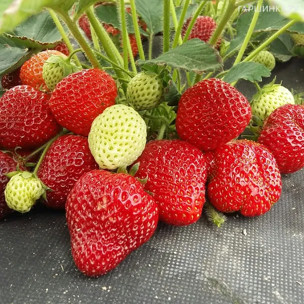 Клубника Клери крупная ранняя