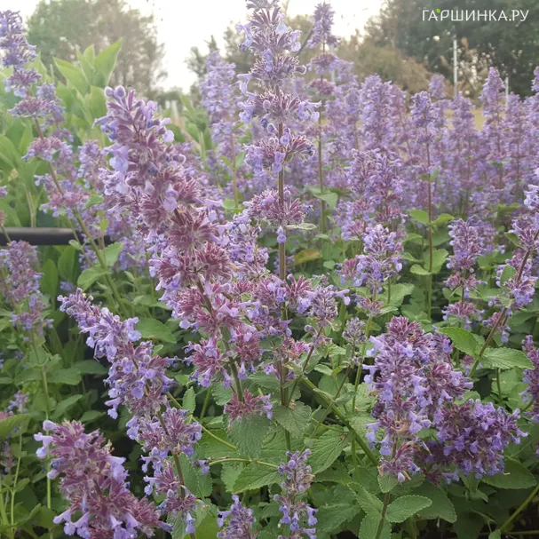 Котовник крупноцветковый Саммер Меджик