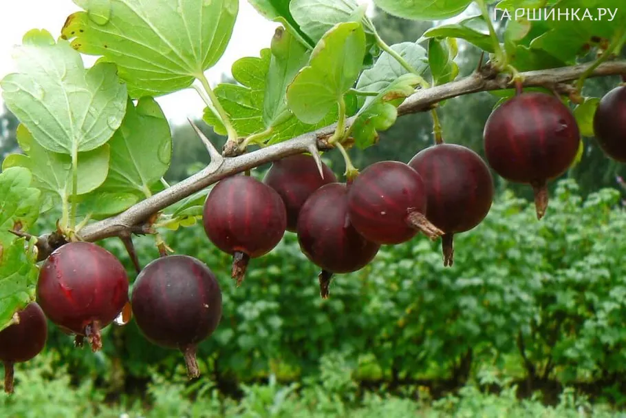 Крыжовник Крыжачок
