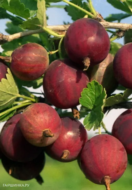 Крыжовник Маяк