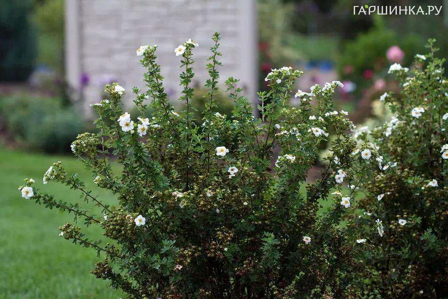 Лапчатка кустарниковая Крем Брюле