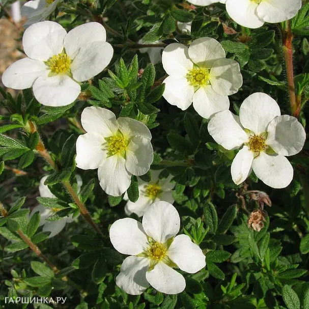 Лапчатка кустарниковая МакКейс Вайт