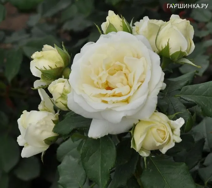 Роза Ленка Фрайла