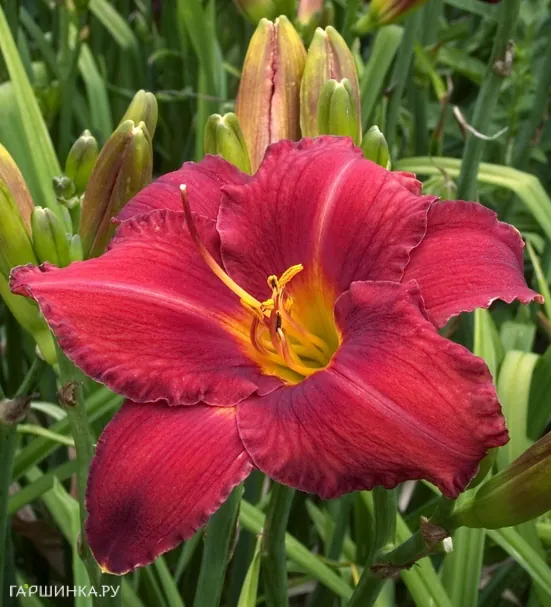 Лилейник Чикаго Апачи