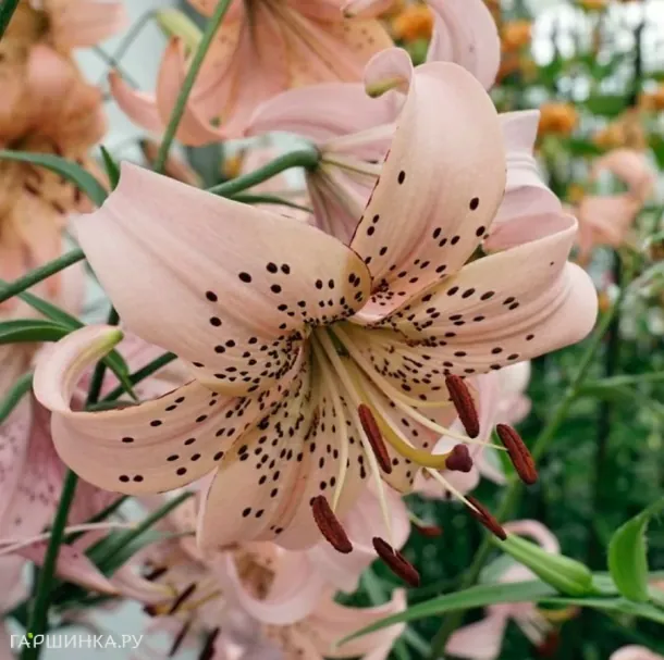 Лилия Пинк Джайнт тигровая