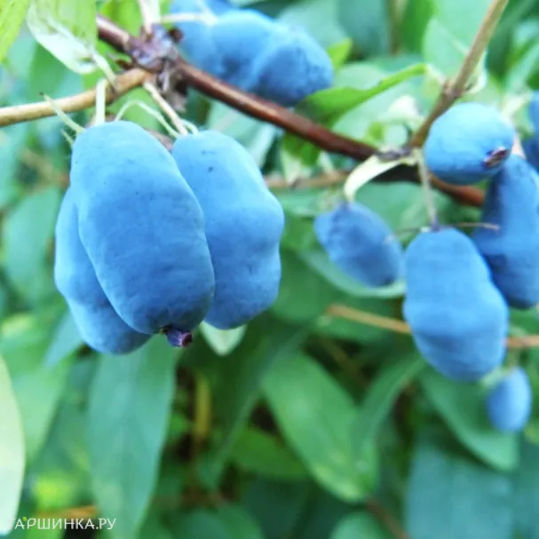 Жимолость Синичка