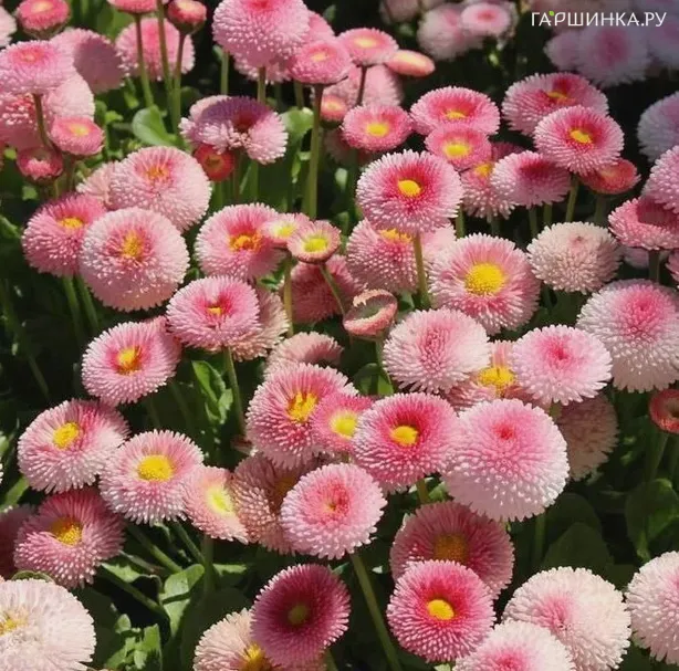 Маргаритка Тассо Строуберри энд Крим